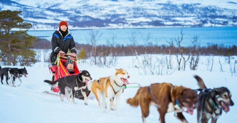 Tromsø: Husky Sled Self-Drive with Traditional Lunch - FAQ