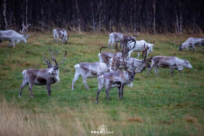 Tromsø: Lyngen Alps Sightseeing Tour with Lunch - FAQ