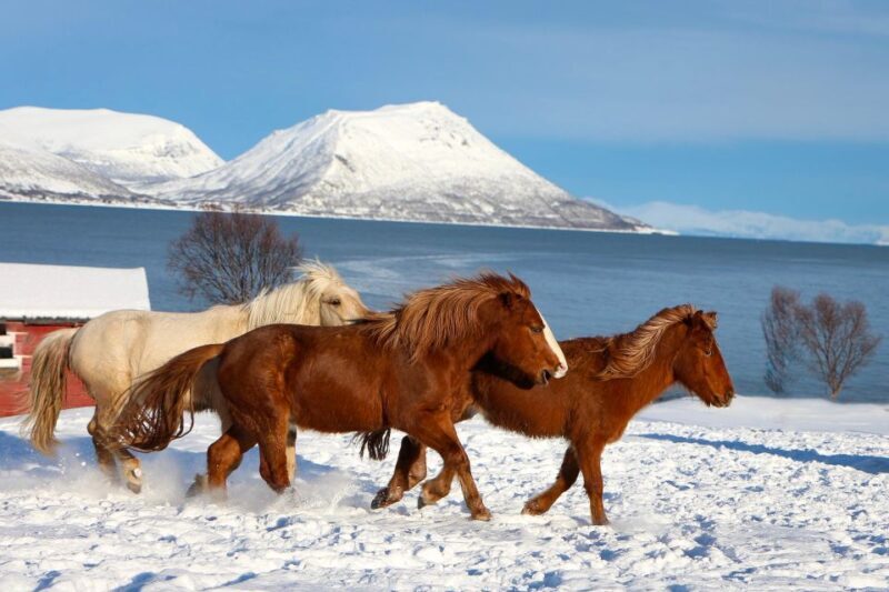 Tromsø: Lyngen Horse Stud Farm Visit - Key Points