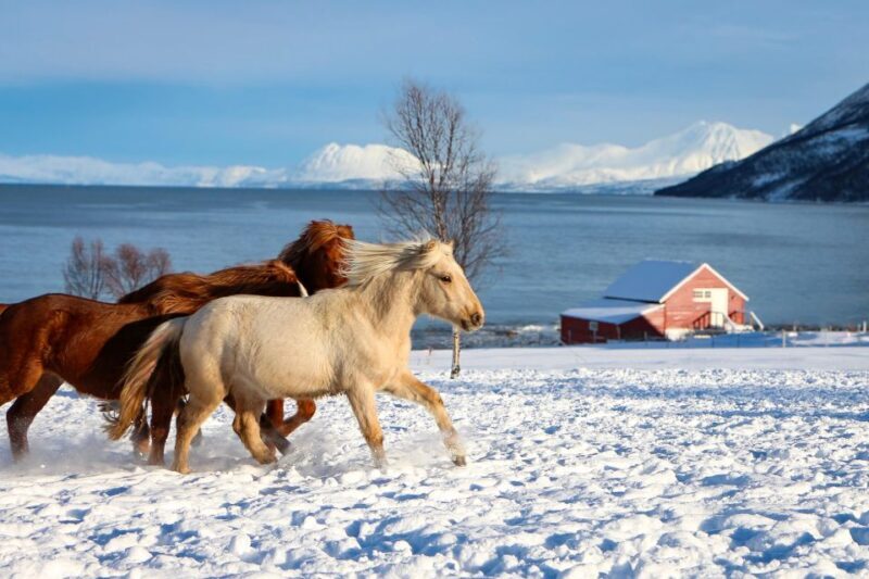 Tromsø: Lyngen Horse Stud Farm Visit - The Experience in Detail: What You Can Expect