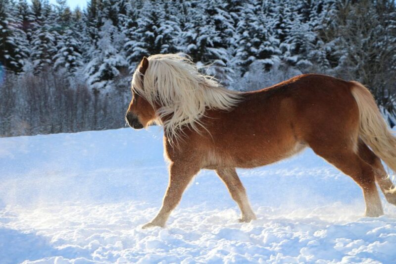 Tromsø: Lyngen Horse Stud Farm Visit - Who Will Love This Tour?