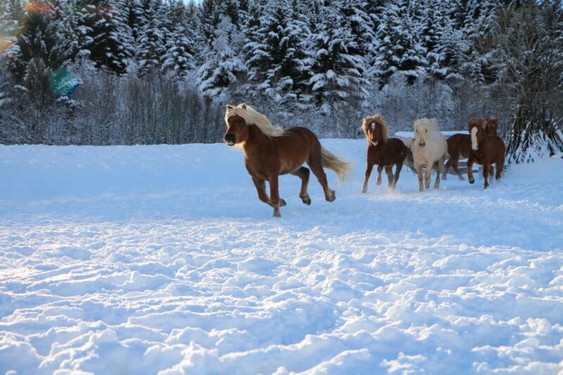 Tromsø: Lyngen Horse Stud Farm Visit - The Sum Up