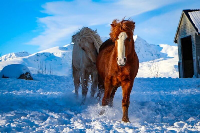 Tromsø: Lyngen Horse Stud Farm Visit - FAQ