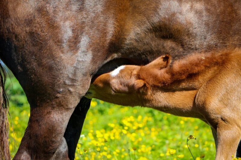 Tromsø: Lyngen Horse Summer Evening Riding Experience - What to Expect: From Meeting the Horses to the Sunset Ride
