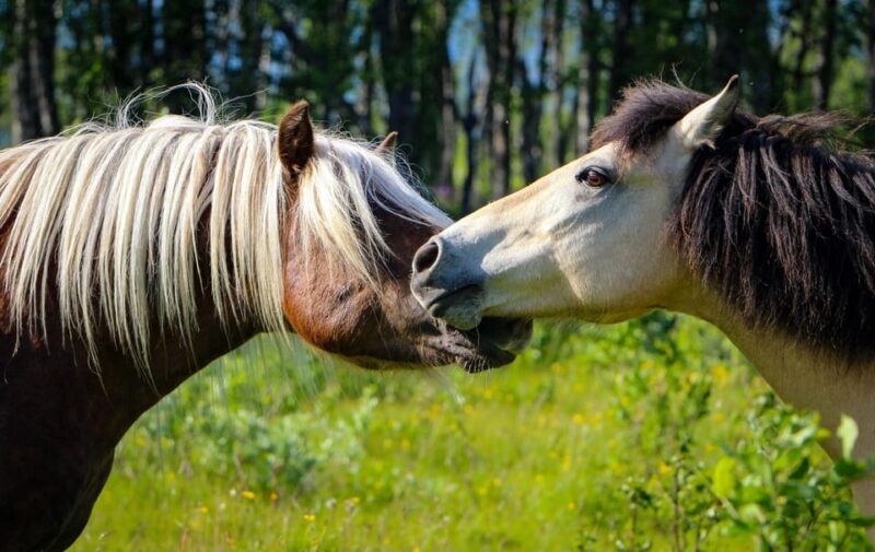 Tromsø: Lyngen Horse Summer Evening Riding Experience - Interacting with the Horses: More Than Just a Ride