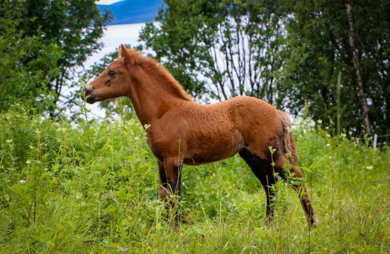 Tromsø: Lyngen Horse Summer Evening Riding Experience - The Finish Line: Flatbread and Hot Drinks