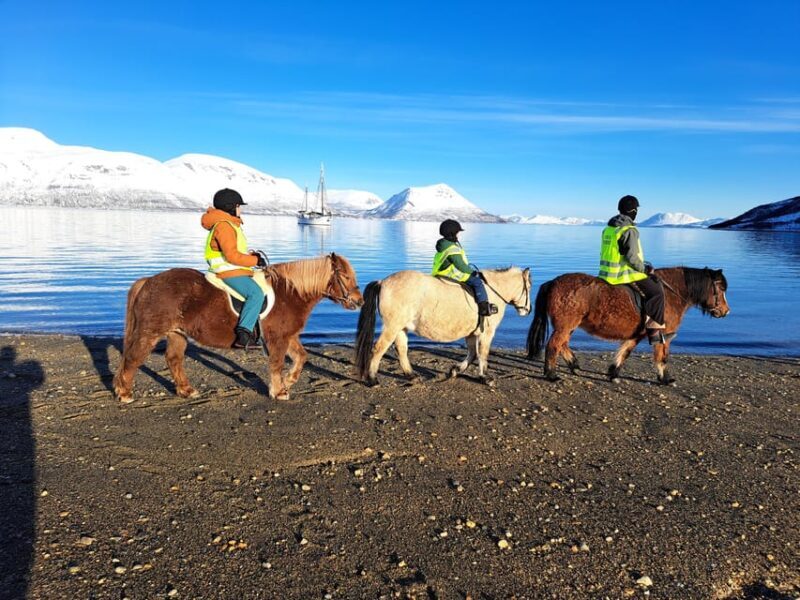 Tromsø: Lyngen Horse Winter Riding Experience - A Detailed Look at the Lyngen Horse Winter Ride