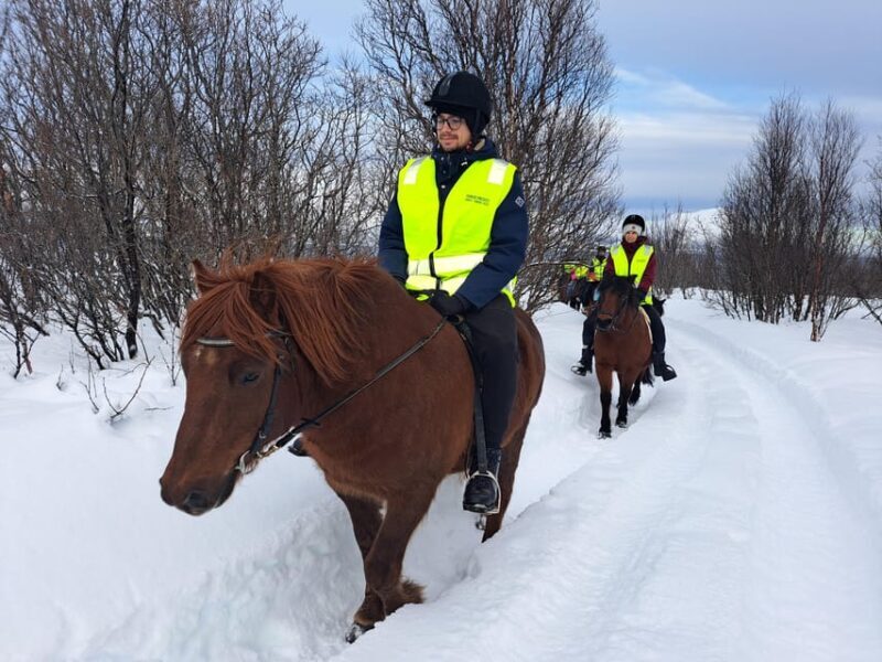 Tromsø: Lyngen Horse Winter Riding Experience - Authentic Reviews and Insights