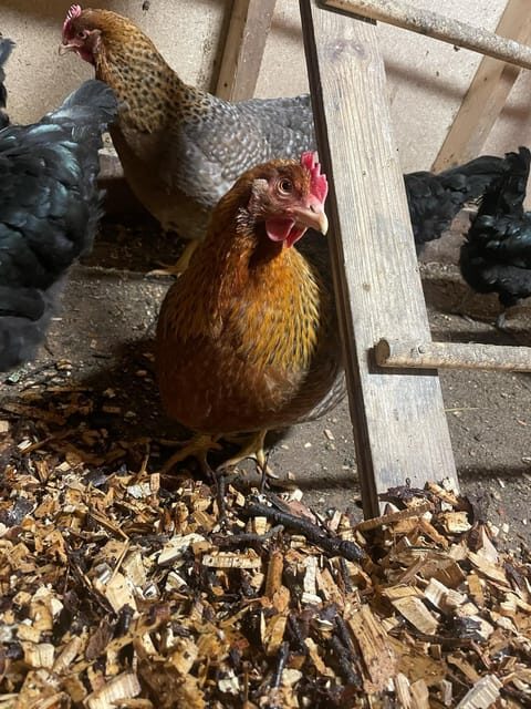 Tromsø: Norwegian farmvisit with guide - Key Points: