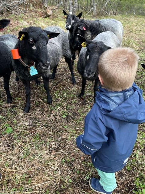 Tromsø: Norwegian farmvisit with guide - An in-depth look at the Tromsø farm tour experience