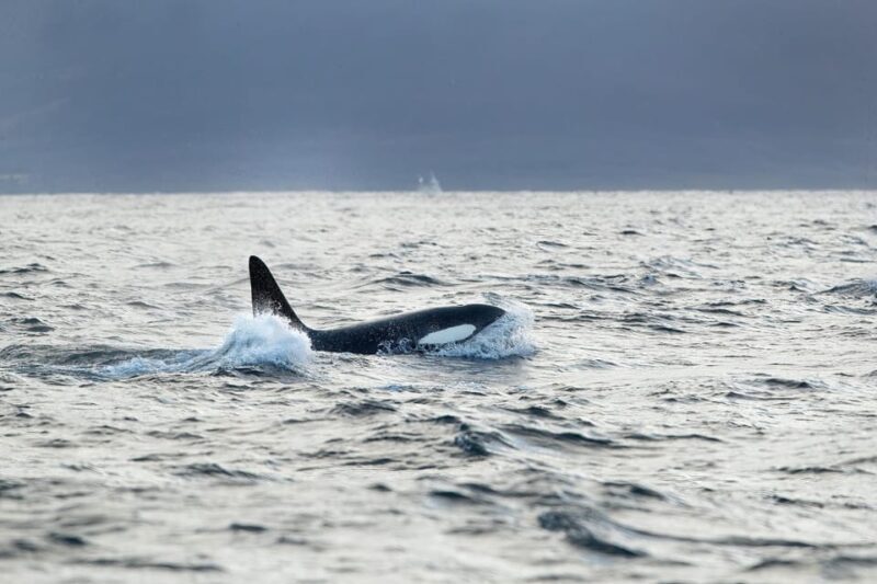 Tromsø: Orca and Whale Watching comfort heated boat Trip - An In-Depth Look at the Experience