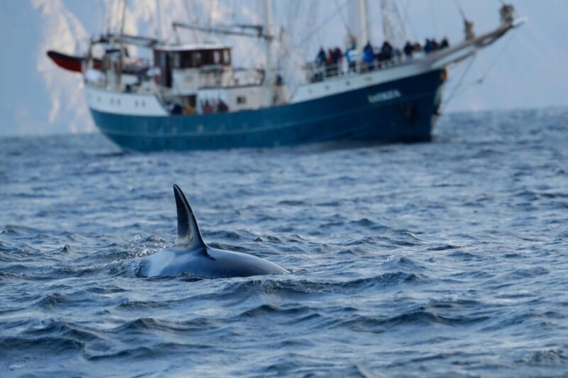Tromsø: Orca and Whale Watching comfort heated boat Trip - Who Should Consider This Experience?