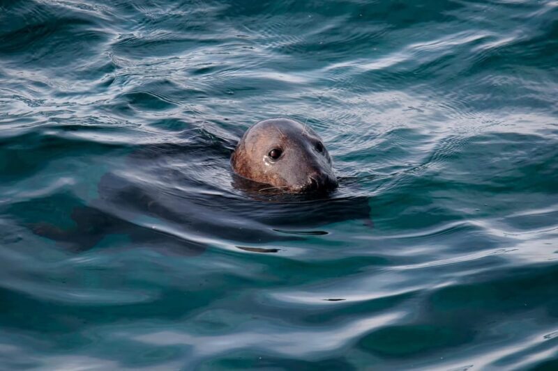 Tromsø: Orca and Whale Watching comfort heated boat Trip - Final Thoughts