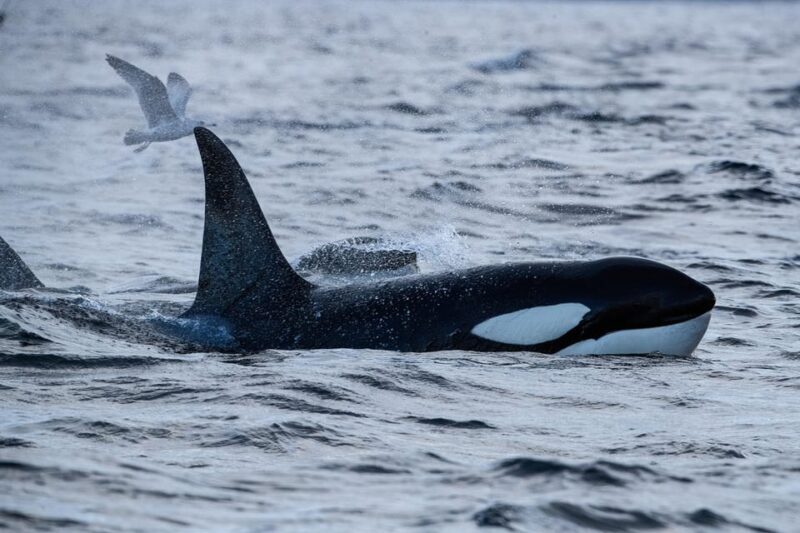 Tromsø: Orca and Whale Watching comfort heated boat Trip - Frequently Asked Questions