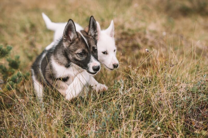 Tromsø: Puppy Training at the Husky Kennel with Lunch - What Reviewers Say