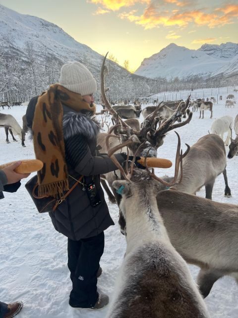 Tromsø: Reindeer Experience at a Sami Camp - Practical Considerations and What to Wear