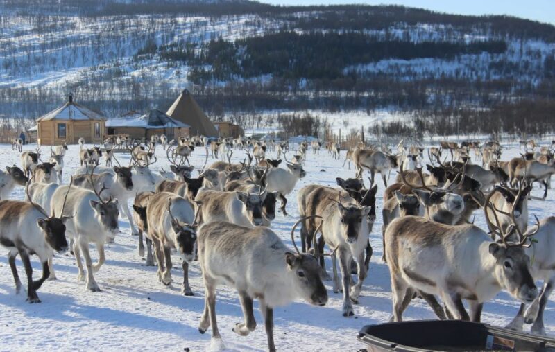 Tromsø: Reindeer Ranch and Sami Cultural Tour with Lunch - Key Points