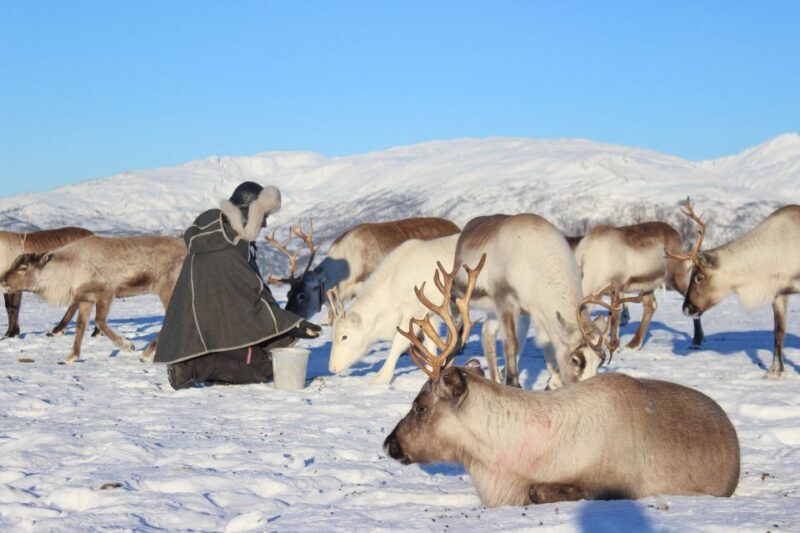 Tromsø: Reindeer Ranch and Sami Cultural Tour with Lunch - What Makes This Tour Stand Out?