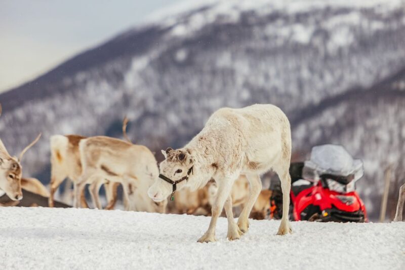 Tromsø: Reindeer Sledding & Feeding with a Sami Guide - Tromsø: Reindeer Sledding & Feeding with a Sami Guide