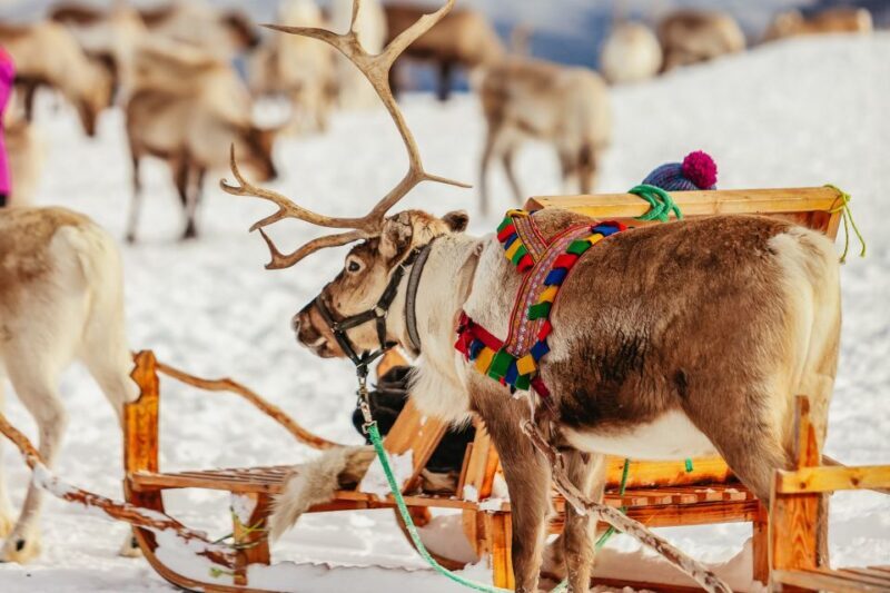 Tromsø: Reindeer Sledding & Feeding with a Sami Guide - What’s Included and What to Bring
