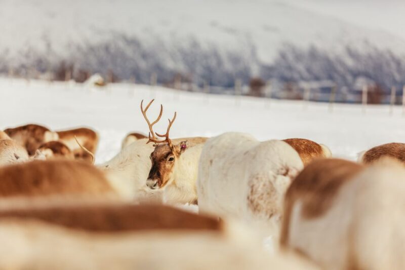 Tromsø: Reindeer Sledding & Feeding with a Sami Guide - Analyzing the Value and Experience