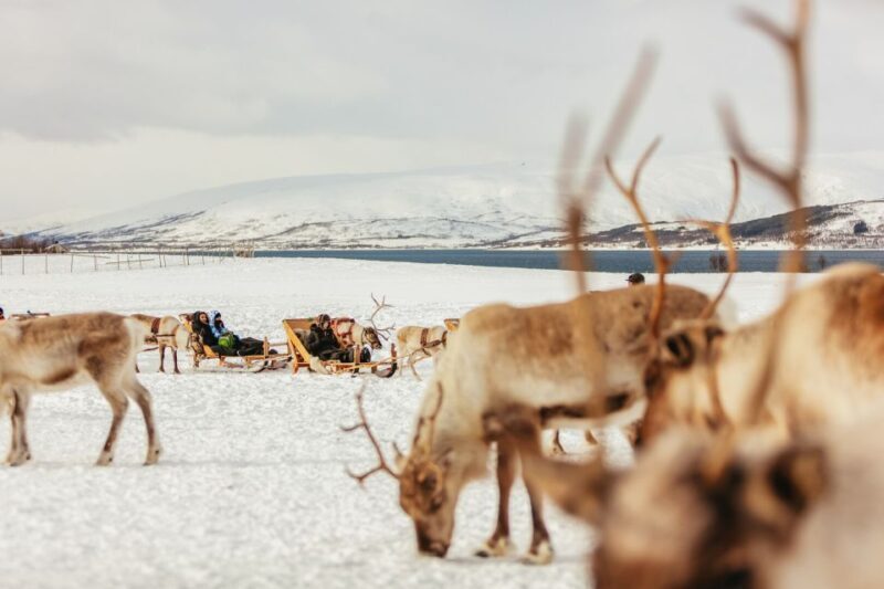 Tromsø: Reindeer Sledding & Feeding with a Sami Guide - Who Will Love This Tour?