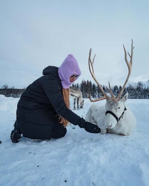 Tromsø: Sami Camp and Reindeer Experience with Lunch - A Detailed Look at the Experience