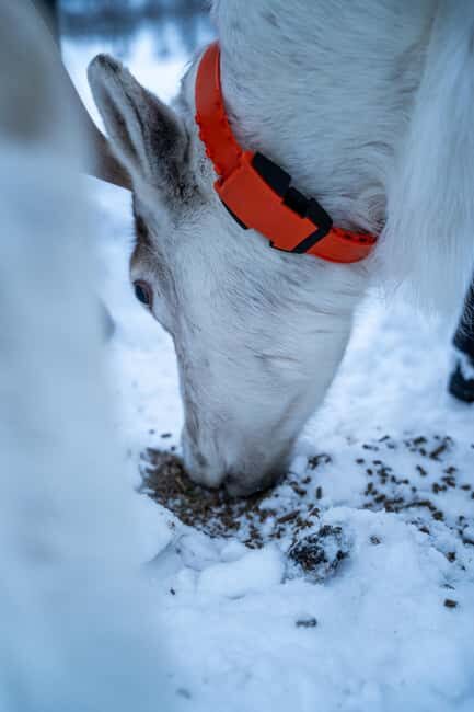 Tromsø: Sami Camp and Reindeer Experience with Lunch - Who Is This Tour Best For?