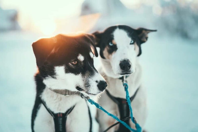 Tromsø: Self-Drive Husky Dog Sledding Adventure - An In-Depth Look at the Tromsø Husky Sledding Tour