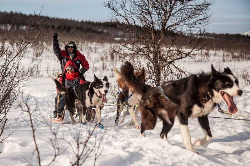 Tromsø: Self-Drive Husky Dog Sledding Adventure - FAQ