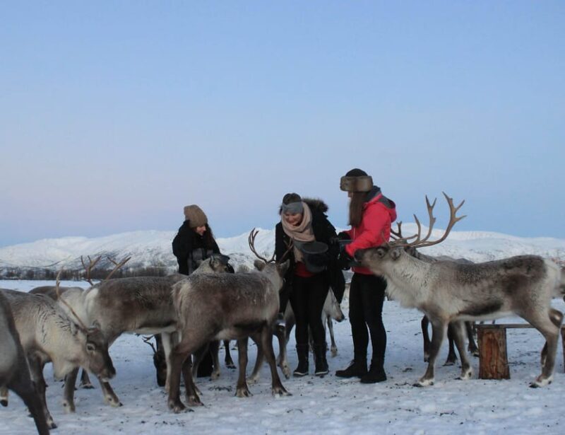 Tromsø: Snowshoeing with Reindeer - What makes this tour stand out