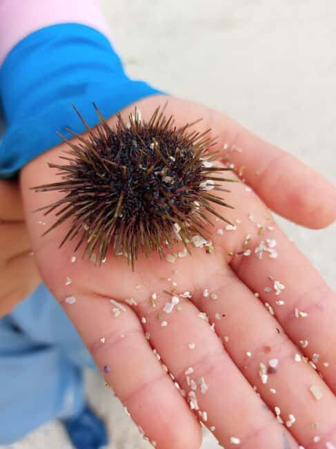 Tromsø: Sommaroy Fjord Tour with Lunch Option - Final Thoughts