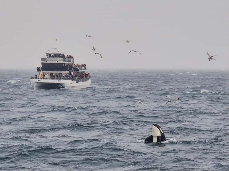 Tromsø: Whale Watching on hybrid boat with scenic bustrip - Is It Worth the Price?