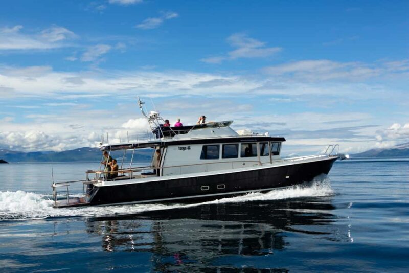 Tromsø: Whale Watching VIP Boat Tour with Lunch - Key Points