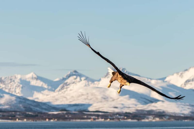 Tromsøs Top-Rated Fjord & Fishing Cruise Lunch included - Who Should Book This Tour?