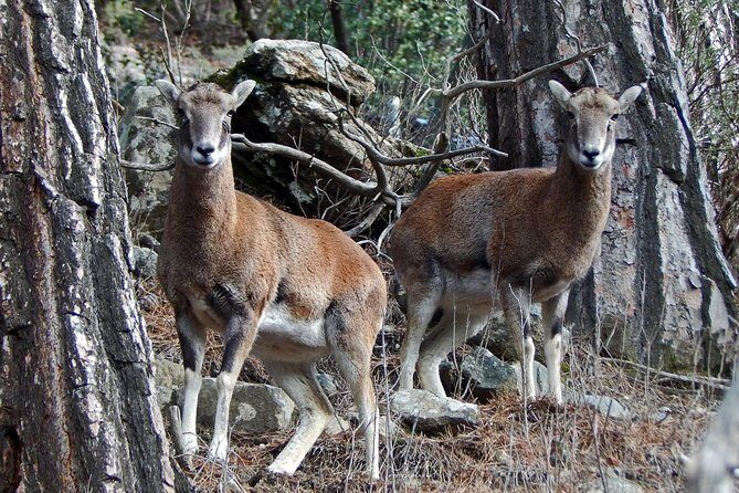 Troodos Jeep Safari from Protaras,Ayia napa & Larnaca - Practical Tips for Travelers