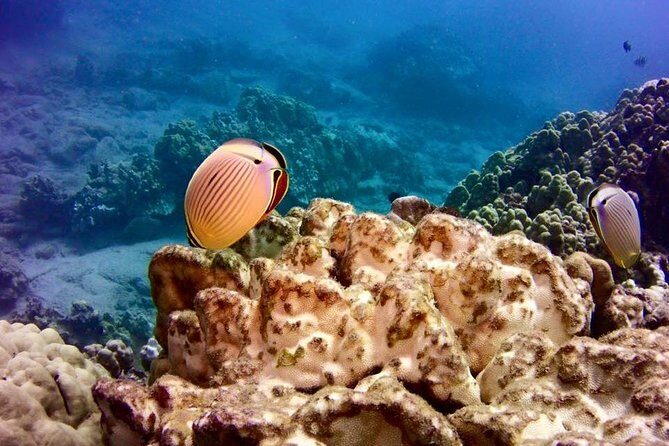 Tropical Reef & Wildlife Boat Snorkel Adventure - The Experience in Detail
