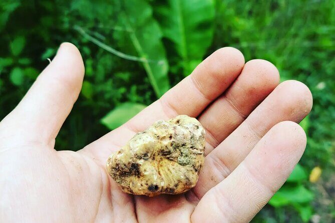 Truffle hunting adventure - Analyzing the Value and Experience