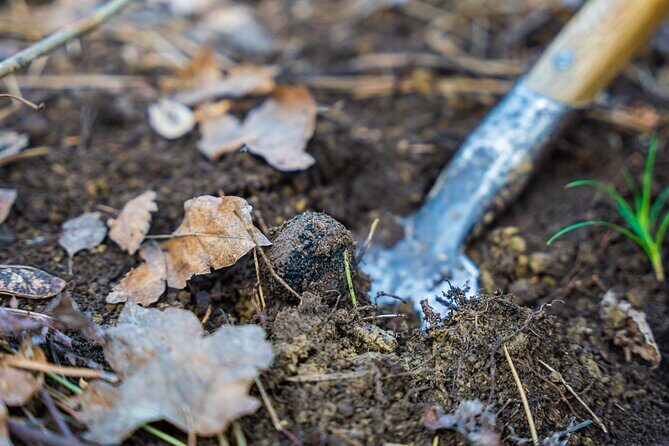 Truffle Hunting and 3-course Truffle Brunch in Motovun - The Value of This Experience