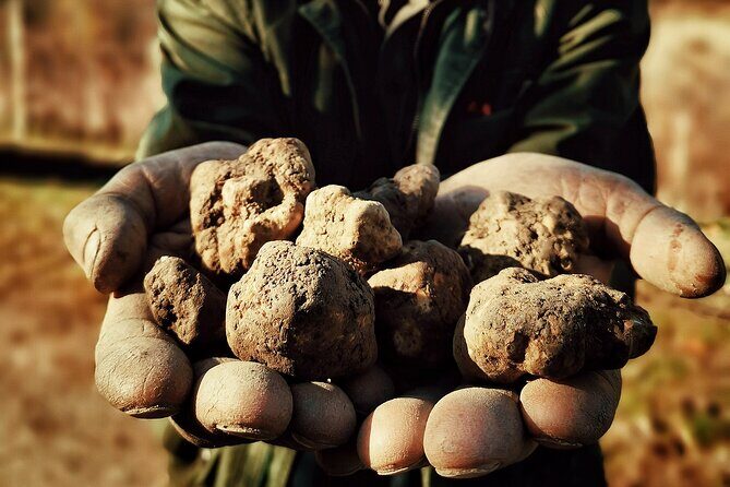 Truffle Hunting and Cheese, Truffle & Wine Tasting near Alba - The Sum Up