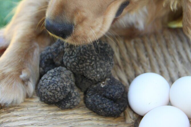 Truffle Hunting and Handmade Pasta in Ascoli Piceno - FAQ: Practical Questions About the Tour