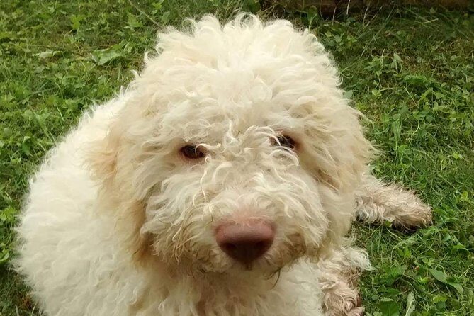 Truffle hunting and lunch experience in a restaurant - An In-Depth Look at the Truffle Hunting Tour