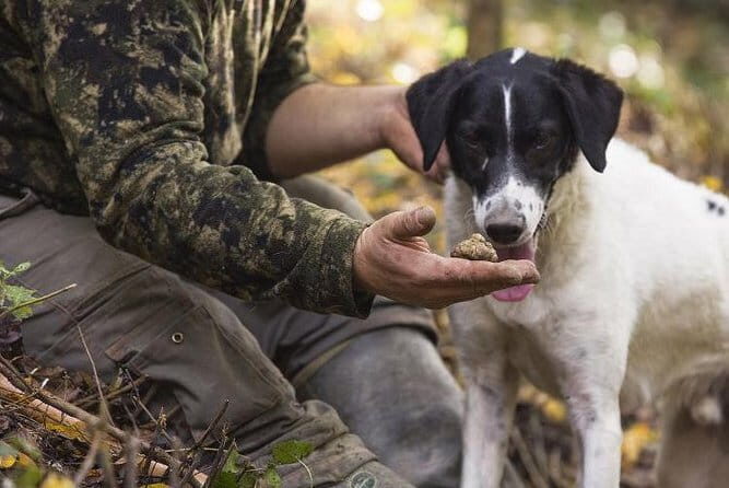 Truffle Hunting and Tasting in San Gimignano with a Tuscan Lunch - Practical Details and Considerations