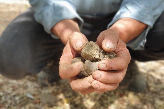 Truffle Hunting, Culinary & Wine Celebration from Elounda - Exploring the Itinerary in Detail