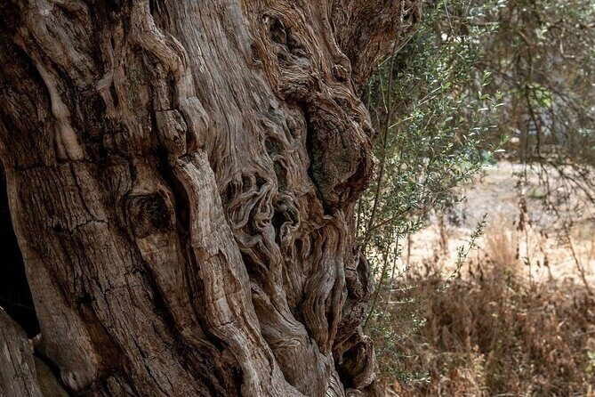 Truffle Hunting, Culinary & Wine Celebration from Elounda - Who Would Love This Tour?