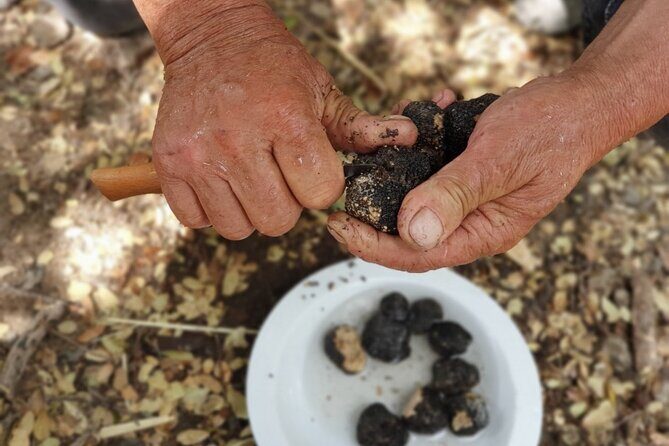 Truffle Hunting, Culinary & Wine Celebration from Heraklion - The Sum Up