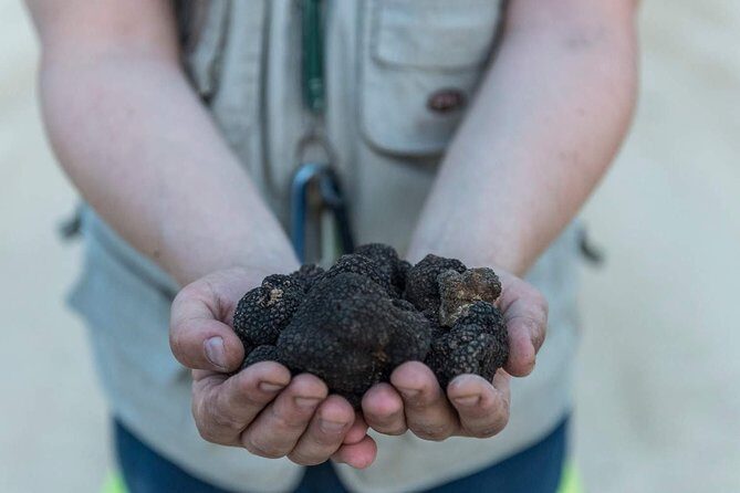 Truffle hunting - Truffle Hunting in San Gimignano: An Authentic Gourmet Adventure