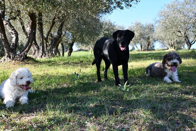 Truffle Hunting Experience Siena Tartufi - A Deep Dive into the Truffle Hunt Experience