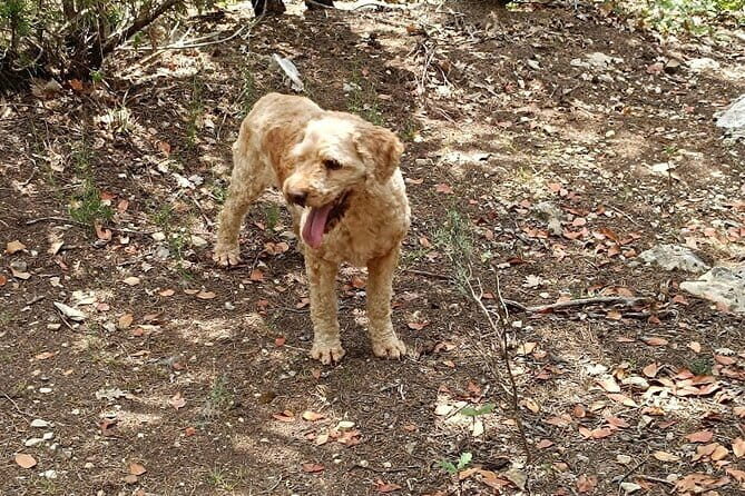 Truffle hunting experience with lunch and Chianti wine tasting - The Experience: A Closer Look at the Day