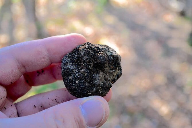 Truffle Hunting Experience with Lunch in San Miniato - Key Points
